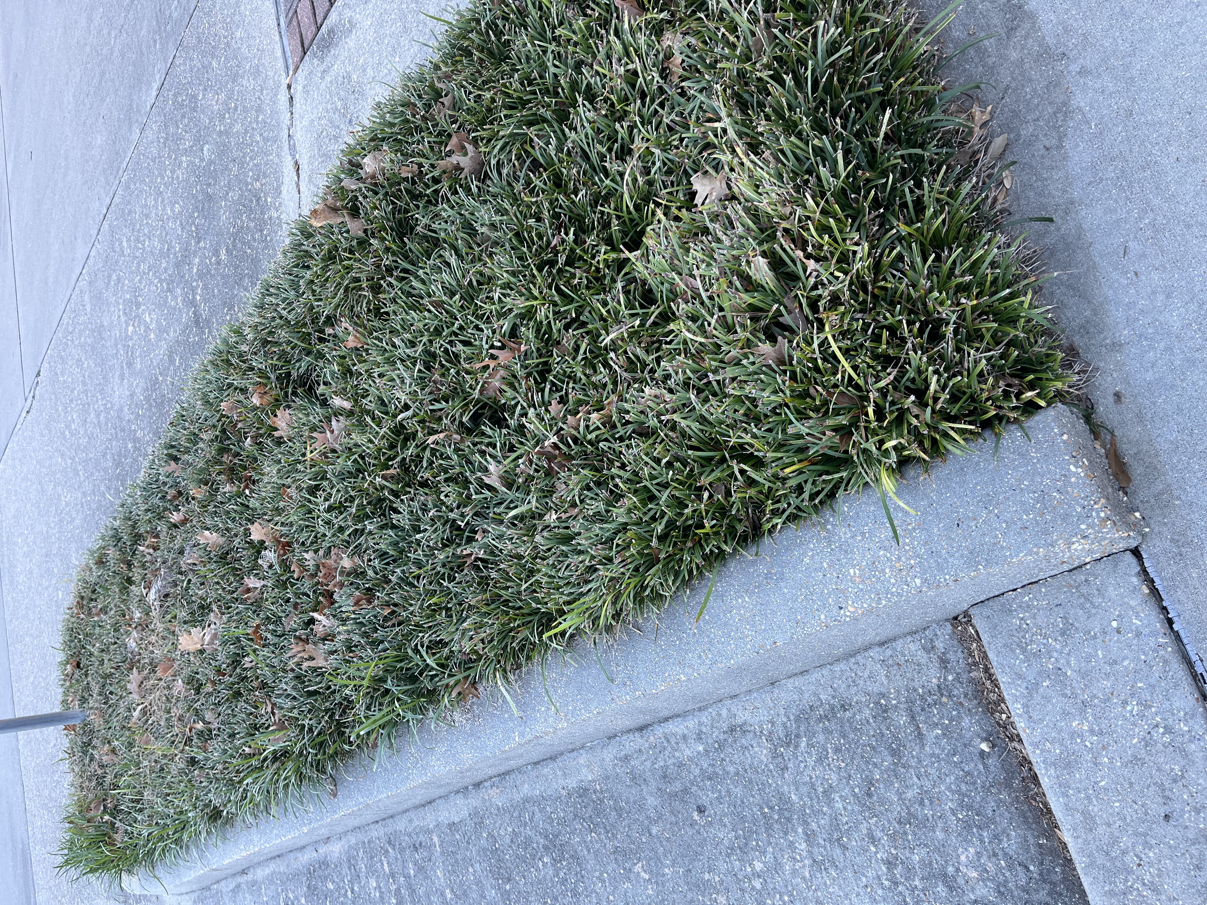 Ground Covers for the Garden: Liriope